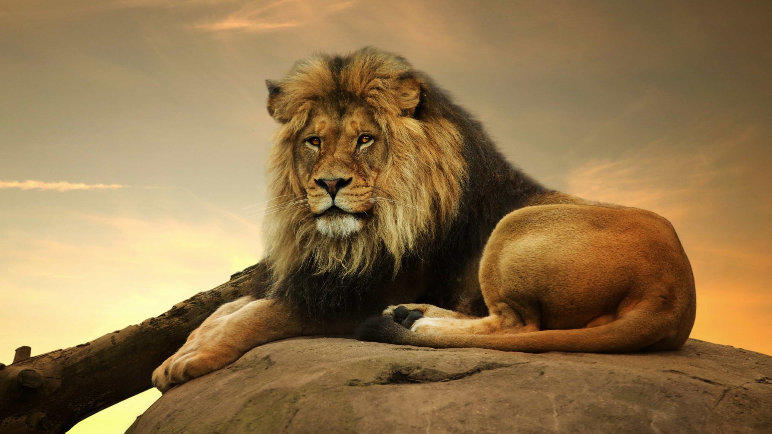 Lion Wallpaper – Coliseu Geek