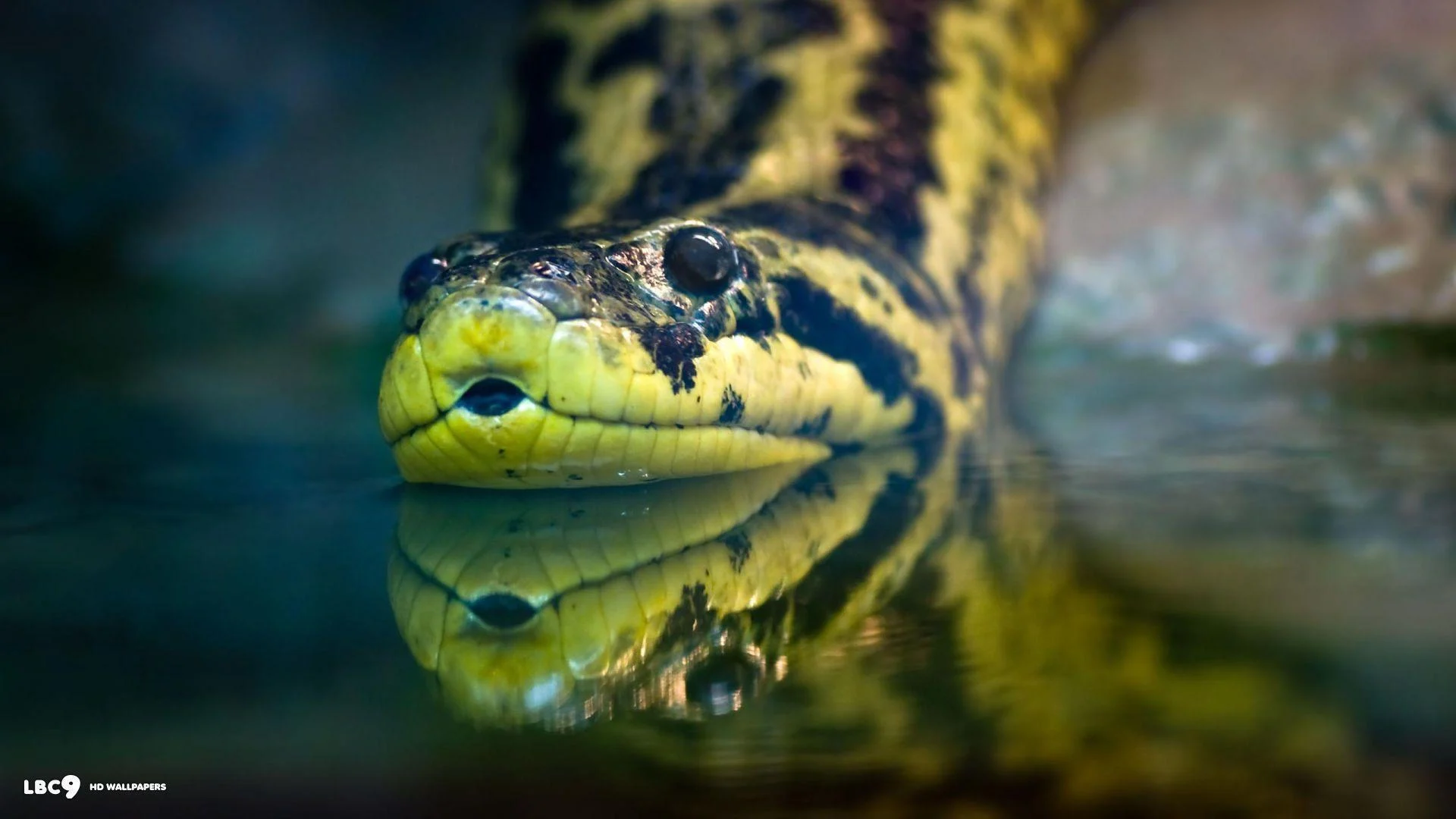 Die 5 größten Schlangen und Schlangen der Welt